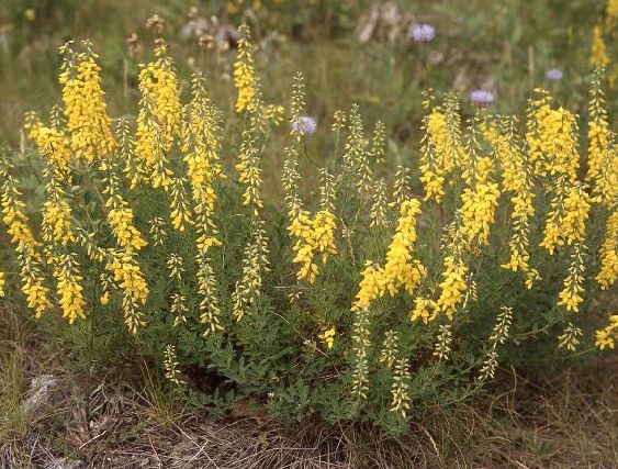 Kručinka barvířská – kručinka farbiarska Genista tinctoria L.