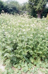 Valeriana ofﬁcinalis – Viscum album 